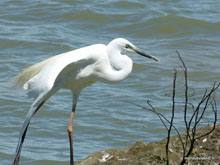 Coorong National park  - Australie